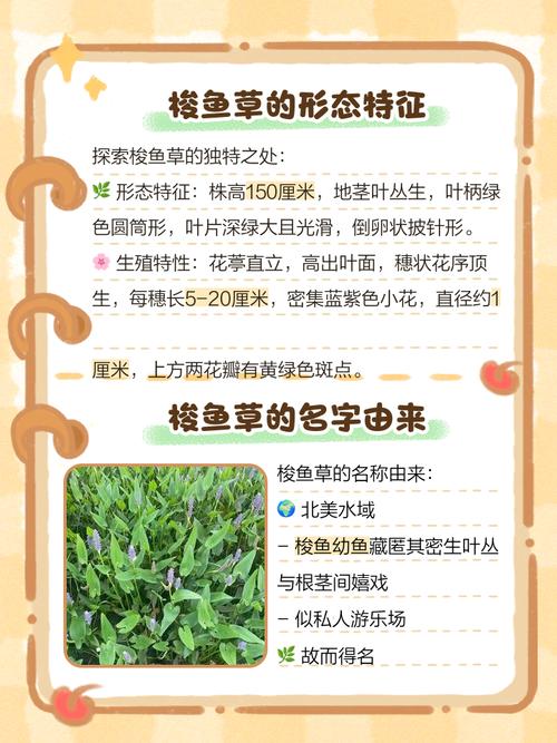 梭鱼草的养殖方法和注意事项,梭鱼草观赏特性-第5张图片-优品飞百科 梭鱼草的养殖方法和注意事项,梭鱼草观赏特性-第5张图片-优品飞百科