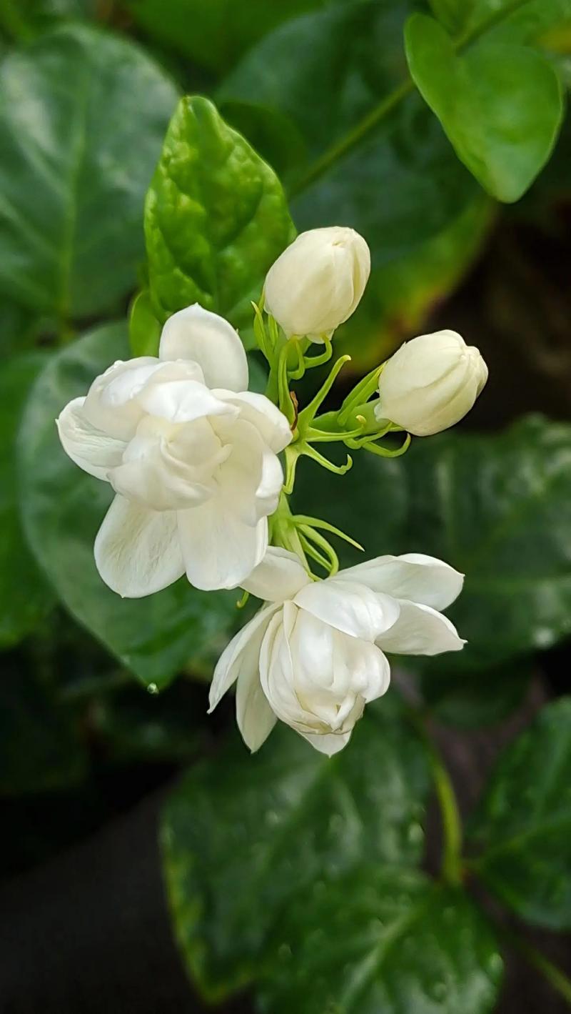 茉莉花的特点，茉莉花的特点写一段话