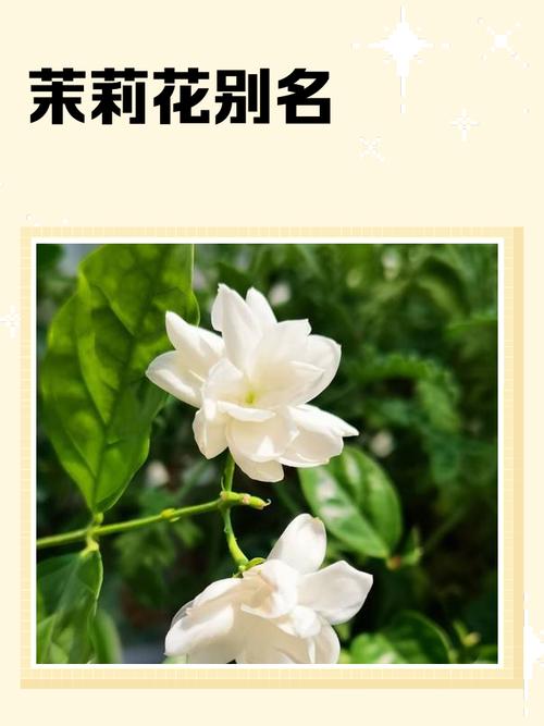 茉莉花的特点，茉莉花的特点写一段话-第2张图片-优品飞百科