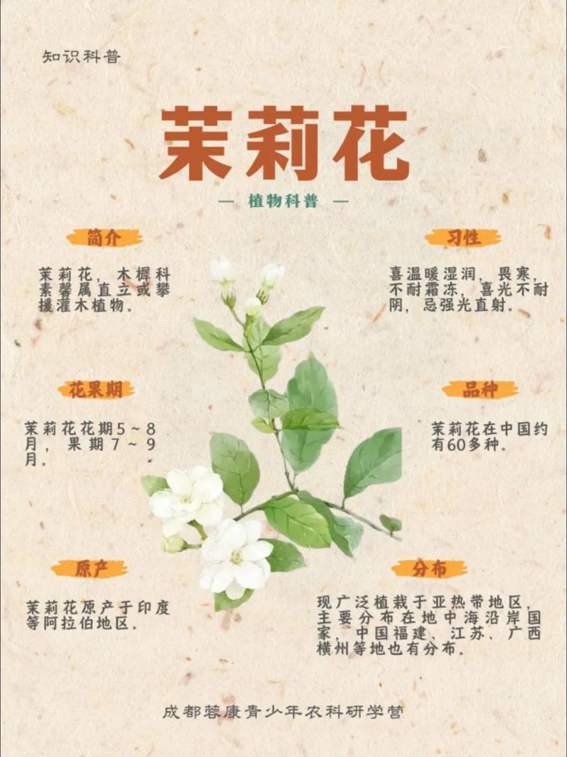 茉莉花的特点，茉莉花的特点写一段话-第3张图片-优品飞百科