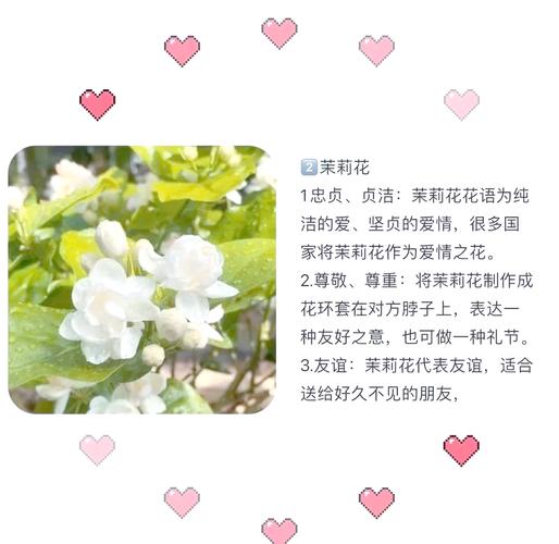 茉莉花的特点，茉莉花的特点写一段话-第5张图片-优品飞百科