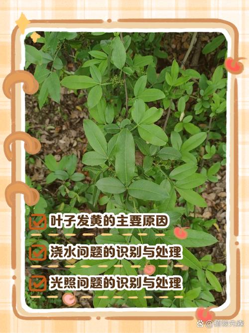 月宴的家庭养殖方法和注意事项？月宴是什么意思？