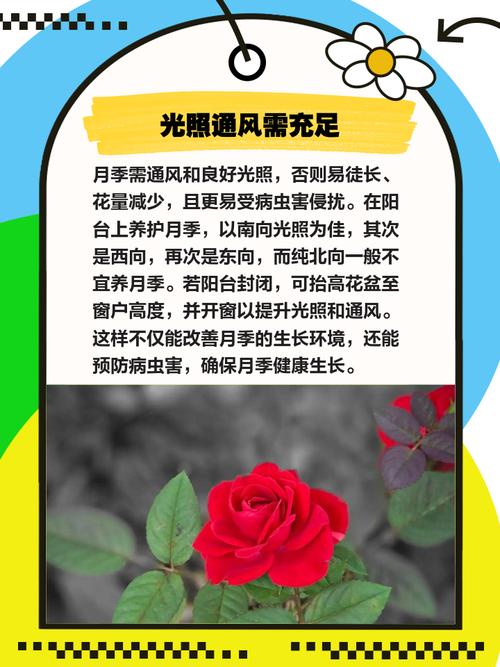 月宴的家庭养殖方法和注意事项？月宴是什么意思？-第3张图片-优品飞百科