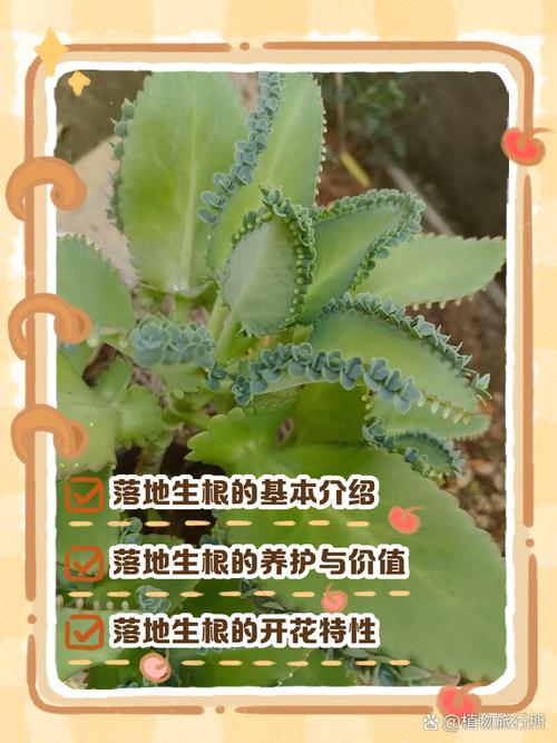 落地生根开花后会死吗？，落地生根开出来的花是怎样的？