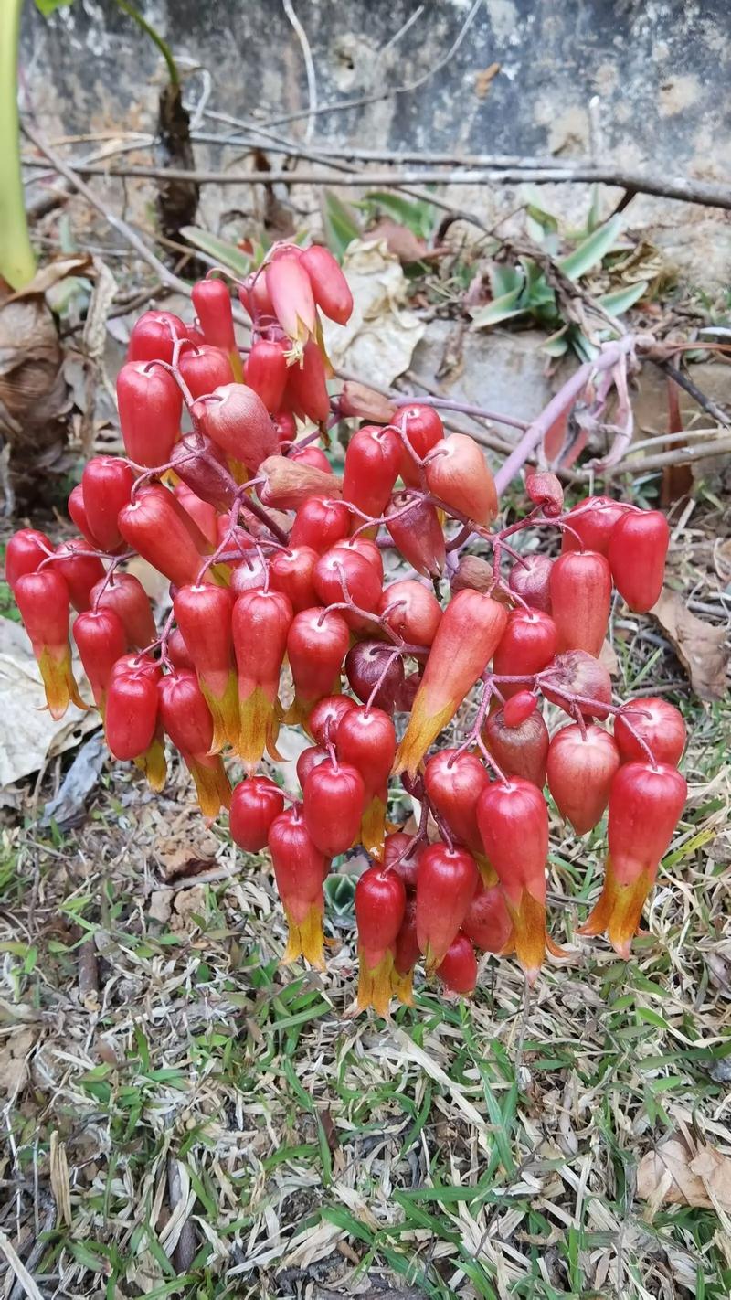 落地生根开花后会死吗？，落地生根开出来的花是怎样的？-第2张图片-优品飞百科