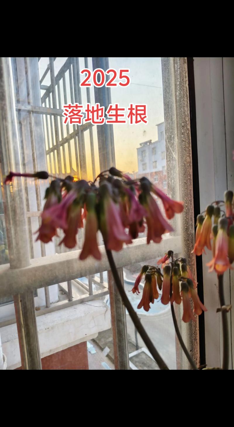 落地生根开花后会死吗？，落地生根开出来的花是怎样的？-第3张图片-优品飞百科