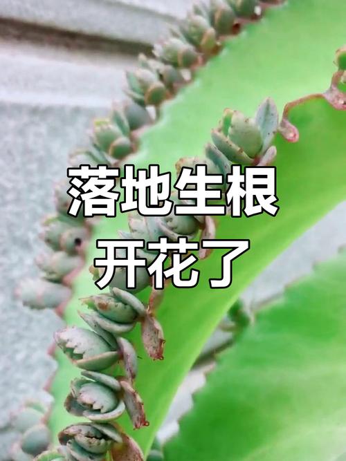 落地生根开花后会死吗？，落地生根开出来的花是怎样的？-第4张图片-优品飞百科