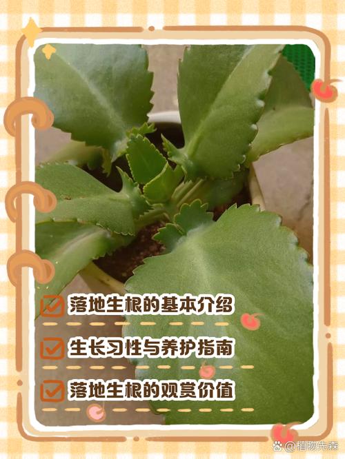 落地生根开花后会死吗？，落地生根开出来的花是怎样的？-第5张图片-优品飞百科