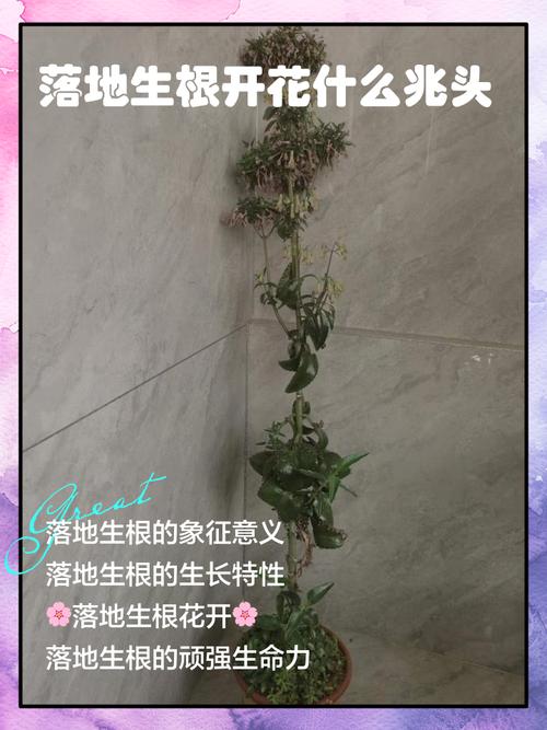 落地生根开花后会死吗？，落地生根开出来的花是怎样的？-第6张图片-优品飞百科
