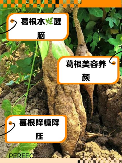葛根的功效与作用,葛根的功效与作用及营养价值?-第2张图片-优品飞百科 葛根的功效与作用,葛根的功效与作用及营养价值?-第2张图片-优品飞百科