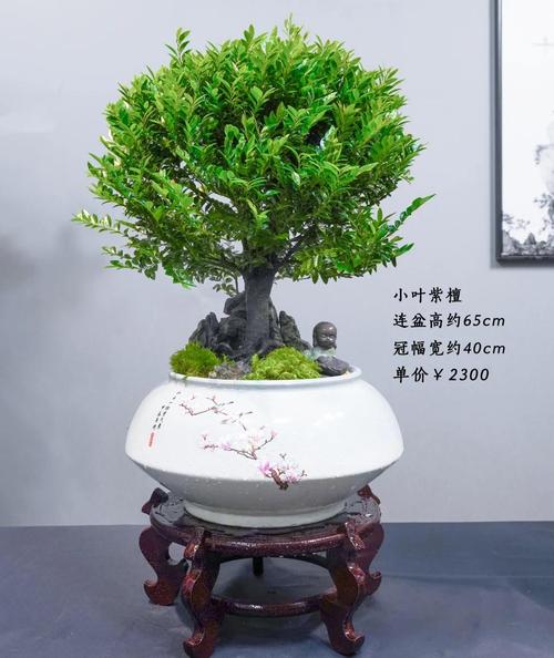 小叶紫檀干枯能救活吗，小叶紫檀干枯能救活吗图片-第2张图片-优品飞百科