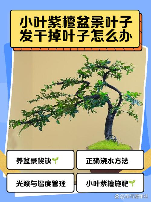 小叶紫檀干枯能救活吗，小叶紫檀干枯能救活吗图片-第5张图片-优品飞百科