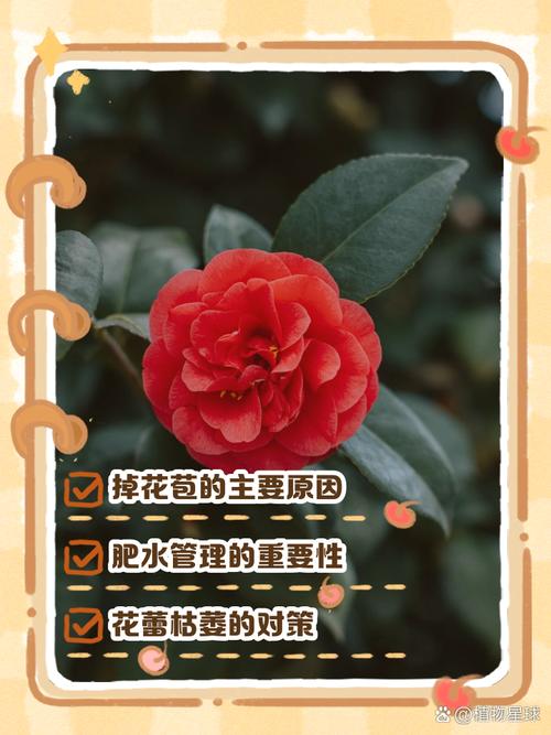 茶花花骨朵干枯的原因，茶花花骨朵干枯但没掉-第4张图片-优品飞百科