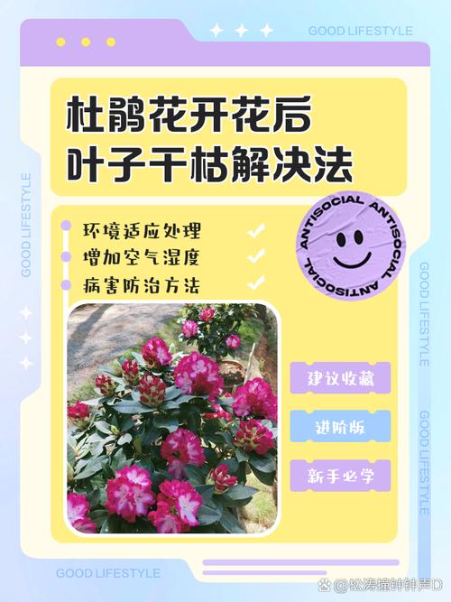 杜鹃花叶子干枯怎么办，新买的杜鹃花叶子干枯怎么办