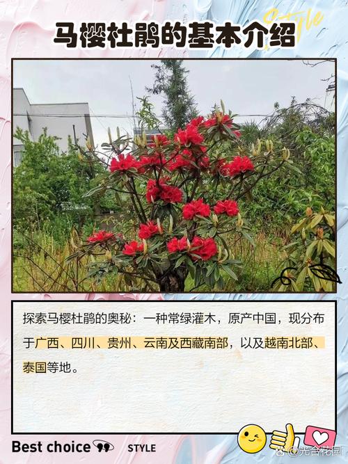 杜鹃花叶子干枯怎么办，新买的杜鹃花叶子干枯怎么办-第2张图片-优品飞百科