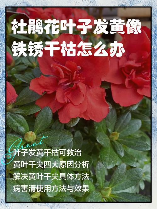 杜鹃花叶子干枯怎么办，新买的杜鹃花叶子干枯怎么办-第3张图片-优品飞百科