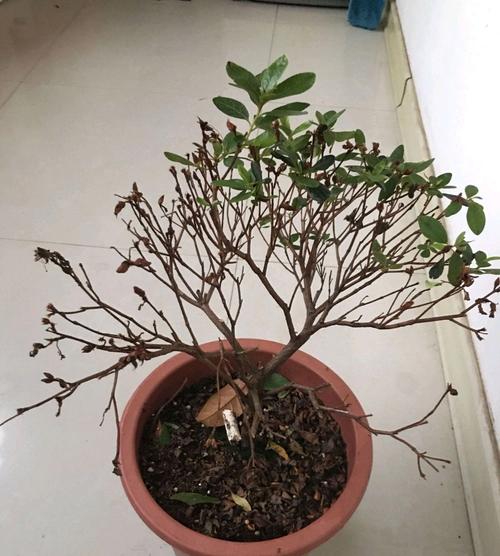 杜鹃花叶子干枯怎么办，新买的杜鹃花叶子干枯怎么办-第4张图片-优品飞百科