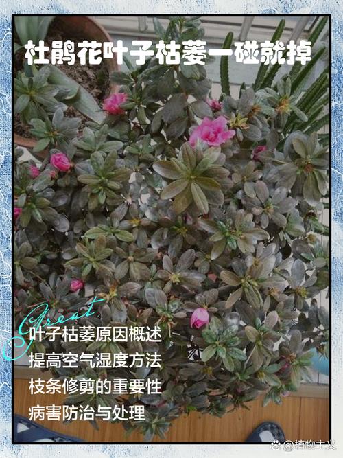 杜鹃花叶子干枯怎么办，新买的杜鹃花叶子干枯怎么办-第5张图片-优品飞百科