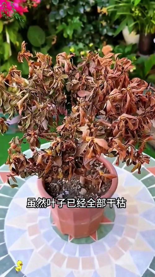 杜鹃花叶子干枯怎么办，新买的杜鹃花叶子干枯怎么办-第6张图片-优品飞百科