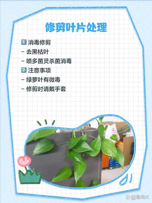 绿萝叶子发黑是什么原因，怎么补救？绿萝叶子发黑是怎么办？