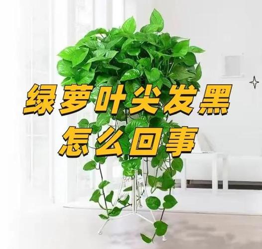 绿萝叶子发黑是什么原因，怎么补救？绿萝叶子发黑是怎么办？-第2张图片-优品飞百科