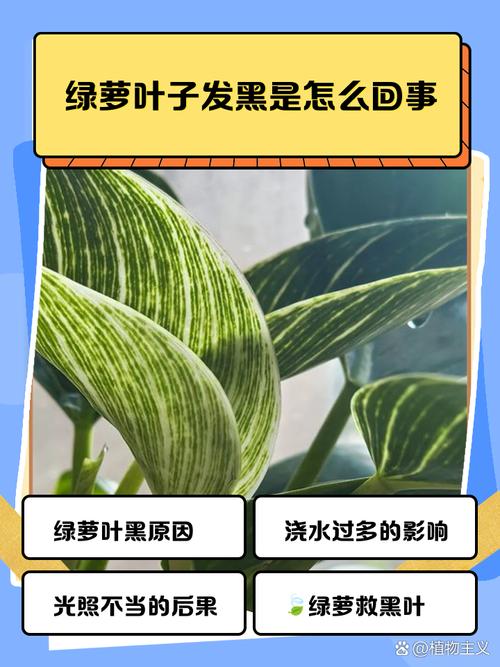绿萝叶子发黑是什么原因，怎么补救？绿萝叶子发黑是怎么办？-第3张图片-优品飞百科