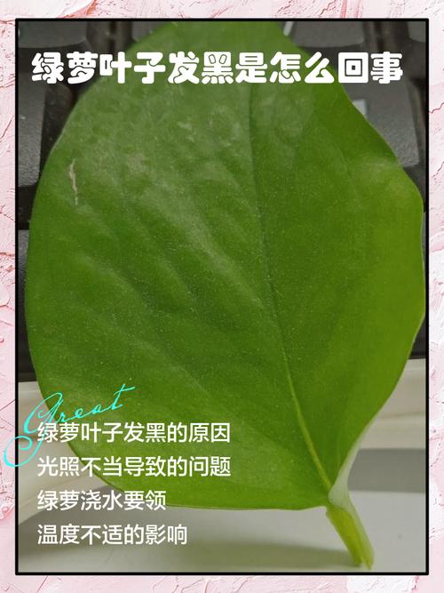 绿萝叶子发黑是什么原因，怎么补救？绿萝叶子发黑是怎么办？-第5张图片-优品飞百科
