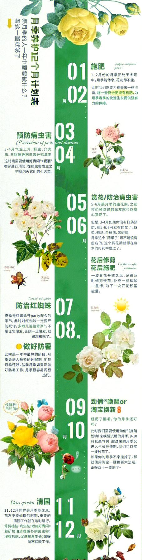 月季养护要点，月季 养护