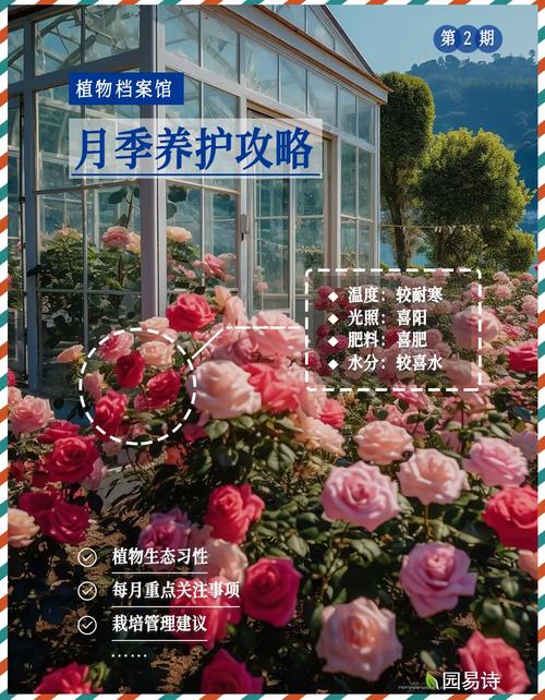 月季养护要点，月季 养护-第2张图片-优品飞百科