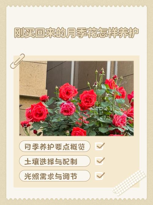 月季养护要点，月季 养护-第3张图片-优品飞百科