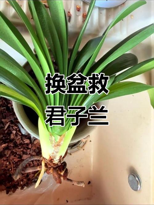 君子兰换盆后怎么浇水，君子兰换盆后如何浇水-第3张图片-优品飞百科