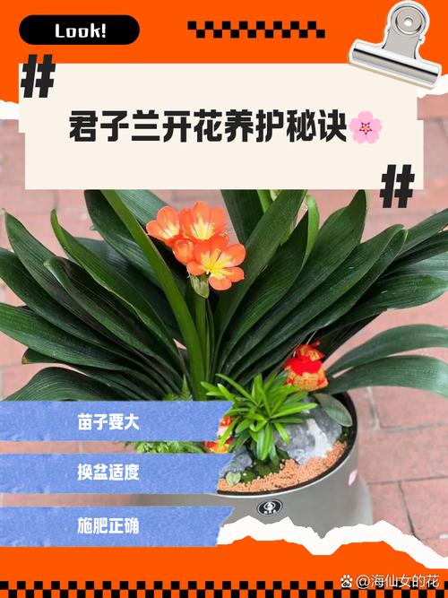 君子兰换盆后怎么浇水，君子兰换盆后如何浇水-第4张图片-优品飞百科