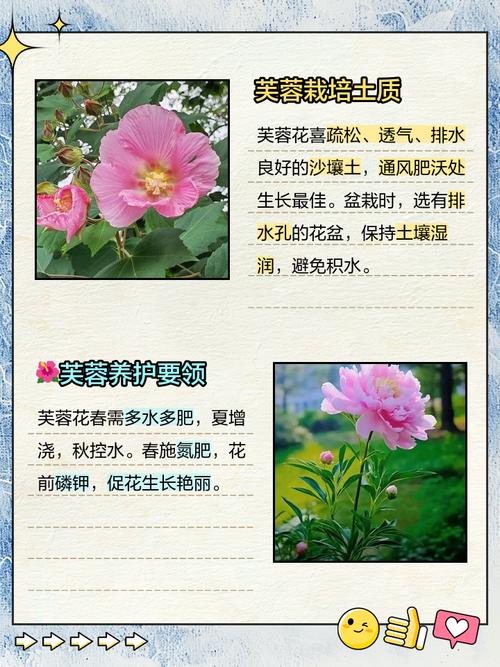 木芙蓉花的养殖方法和注意事项，木芙蓉花的功效与作用及食用方法-第2张图片-优品飞百科