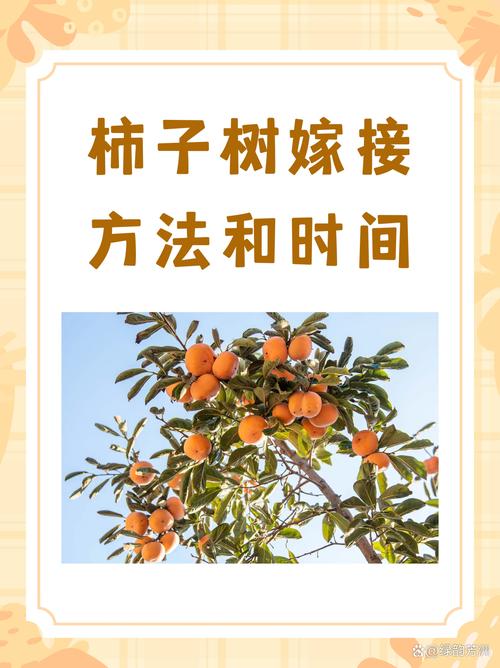 柿子树嫁接时间和方法，柿子树嫁接时间和方法是什么?？
