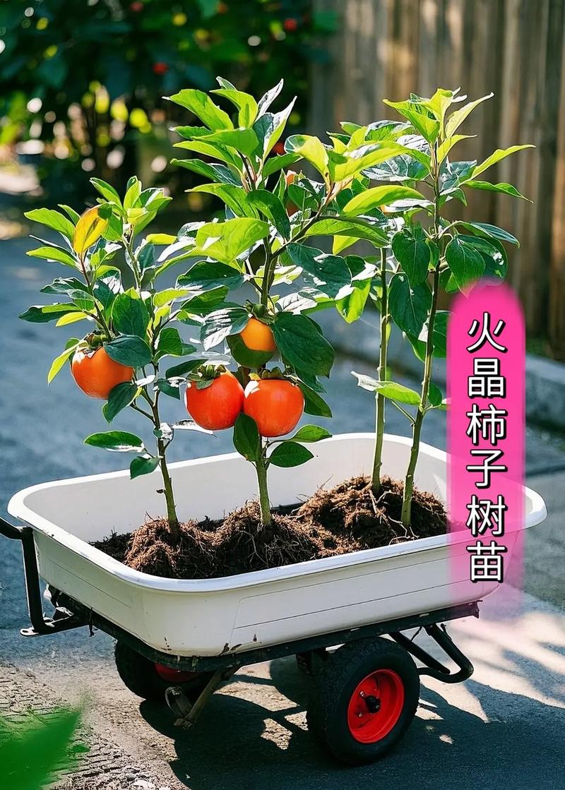 柿子树嫁接时间和方法,柿子树嫁接时间和方法是什么??-第2张图片-优品飞百科 柿子树嫁接时间和方法,柿子树嫁接时间和方法是什么??-第2张图片-优品飞百科