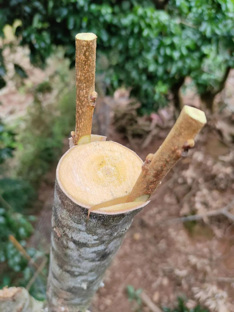 柿子树嫁接时间和方法,柿子树嫁接时间和方法是什么??-第3张图片-优品飞百科 柿子树嫁接时间和方法,柿子树嫁接时间和方法是什么??-第3张图片-优品飞百科