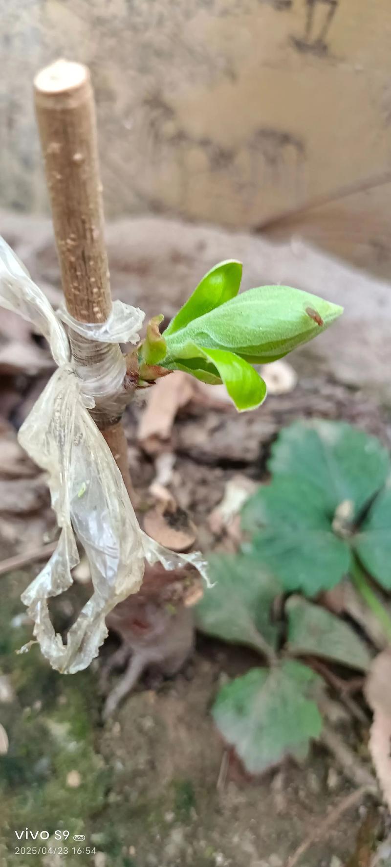 柿子树嫁接时间和方法,柿子树嫁接时间和方法是什么??-第4张图片-优品飞百科 柿子树嫁接时间和方法,柿子树嫁接时间和方法是什么??-第4张图片-优品飞百科