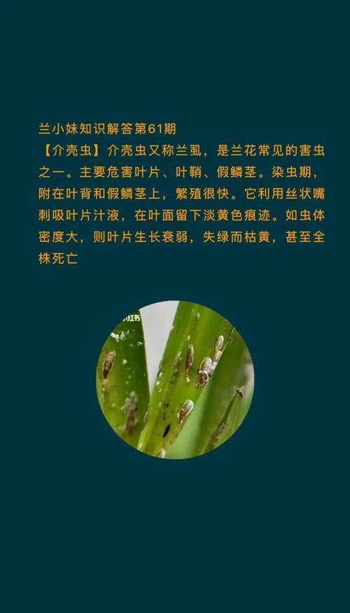 兰花常见虫害及防治方法，兰花虫害的识别与防治方法？