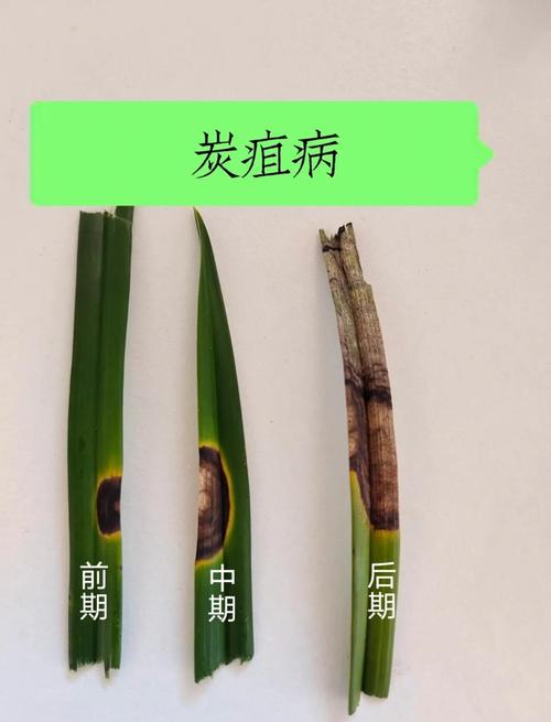 兰花常见虫害及防治方法，兰花虫害的识别与防治方法？-第2张图片-优品飞百科