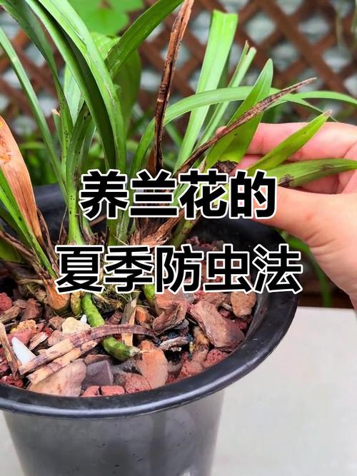 兰花常见虫害及防治方法，兰花虫害的识别与防治方法？-第3张图片-优品飞百科