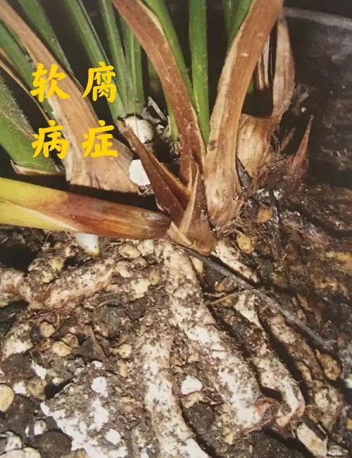 兰花常见虫害及防治方法，兰花虫害的识别与防治方法？-第4张图片-优品飞百科
