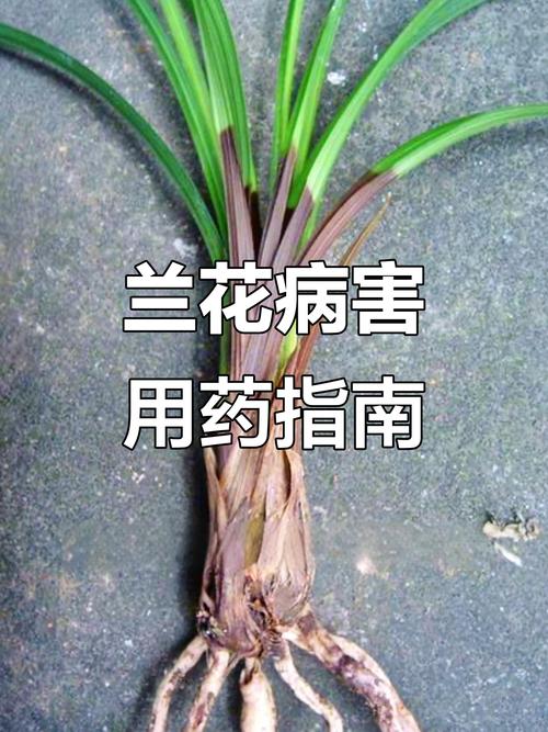 兰花常见虫害及防治方法，兰花虫害的识别与防治方法？-第5张图片-优品飞百科