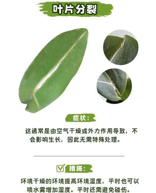 兰花常见虫害及防治方法，兰花虫害的识别与防治方法？-第6张图片-优品飞百科