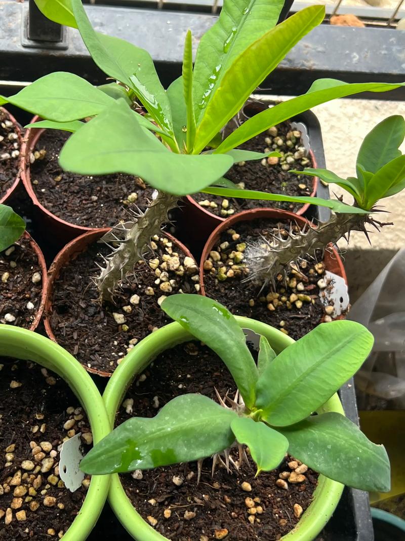 虎刺梅的养殖方法和注意事项，虎刺梅的养殖方法和注意事项虎刺梅能过冬吗?？
