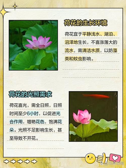 荷花的养殖方法和注意事项，令箭荷花的养殖方法和注意事项