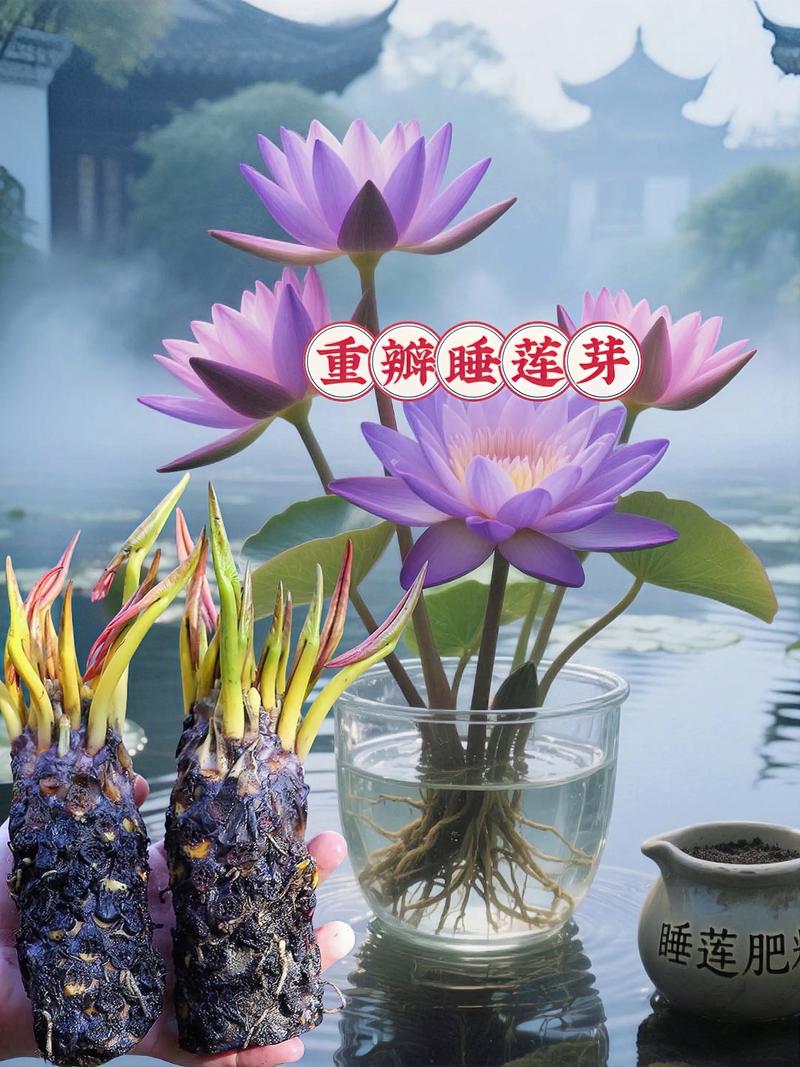 荷花的养殖方法和注意事项，令箭荷花的养殖方法和注意事项-第2张图片-优品飞百科