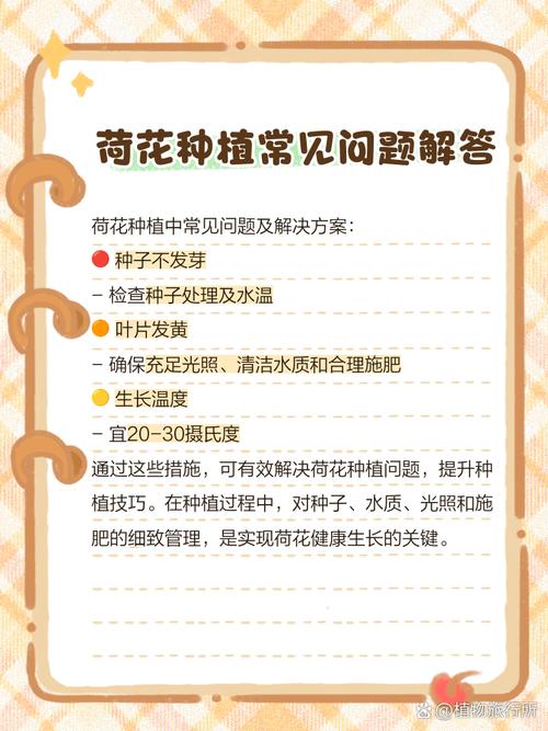荷花的养殖方法和注意事项，令箭荷花的养殖方法和注意事项-第3张图片-优品飞百科