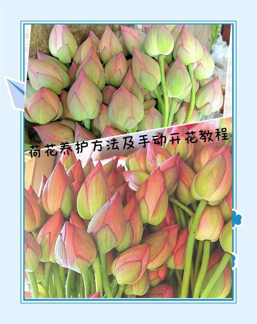 荷花的养殖方法和注意事项，令箭荷花的养殖方法和注意事项-第4张图片-优品飞百科