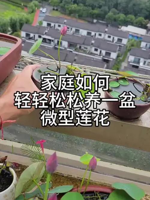 荷花的养殖方法和注意事项，令箭荷花的养殖方法和注意事项-第6张图片-优品飞百科