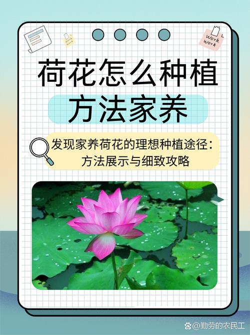 荷花的养殖方法和注意事项，令箭荷花的养殖方法和注意事项-第7张图片-优品飞百科